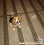 Open adopsi Beagle jantan