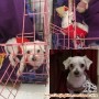 Anjing maltese hilang di surabaya.mohon bantuan nya😭👏