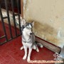 Dihibahkan Husky betina