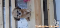 Open foster anjing *zpom