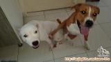 Dogo Argentino mixed Pitbull