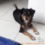 BUTUH ADOPTER. Anjing nyasar sejak banjir 1 Januari