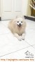 Adopsi anjing pom dan *zhu