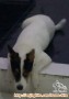 Hibah anjing kampung