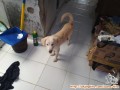 Adopsi Anjing Kintamani Betina