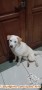 Casper Anjing Kintamani Dihibahkan