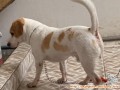 hibah anjing Beagle mix tekel , adopsi anjing beagle mix Dachshund