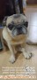 Anjing Pug Hilang