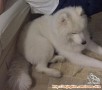 Samoyed for Adoption