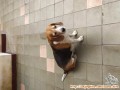 Hibah beagle