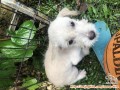 Open Adopt Puppy Mix Maltese 3 bulan