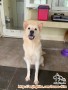 Open Adop Anjing Kintamani umur 8 bulan female
