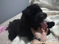Need adopter shih tzu hitam