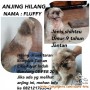 ANJING HILANG