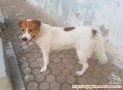 Mencari Adopter yg baik hati pencinta anjing untk Anjing Kintamani mix.