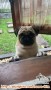 Anjing Pug hilang