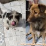 Open adopt anjing mix