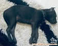 Anjing dihibahkan