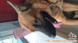 butuh adopter anjing mix herder/husky/belgian