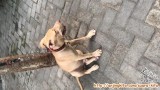 Di hibahkan Anjing pitbull 8 bulan