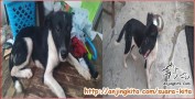CARI ADOPTER only Dog Lover for Dogie kecil malang yg baru direscued
