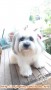Silahkan di adopsi anjing shihtzu 2 tahun