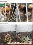 Need Home Open Adopt just rescued POM senior 10th karna Tua dibuang