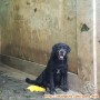 Dihibahkan seekor anjing untuk dipelihara