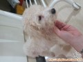 Hibah anjing poodle stambum vaksin 3bulan