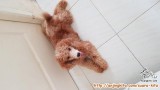 Red Toy Poodle Jantan