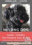 DICARI "PHAREL" TOY POODLE FULL BLACK