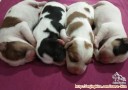 Hibah Puppy
