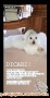 DICARI ANJING HILANG