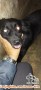 Dicari adopter anjing