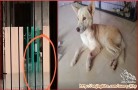 CARI ADOPTER YG BAIK & PENYAYANG JUST RESCUED DR BANJIR BESAR KLP GADING