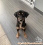 free open adopt anjing mixed / campuran jantan umur 2.5 tahun sudah disteril