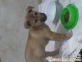 Hibah Anjing puppy 3 bulanan
