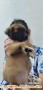 Puppies