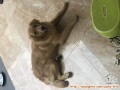 Hibah Anjing - Golden Retriever