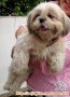 Hilang anjing Shih Tzu betina