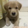 BUTUH ADOPTER YANG SAYANG ANJING DAN PUNYA WAKTU-GOLDER RETRIEVER