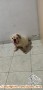 Open adopt anjing english bulldog