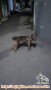 Adopsi Anjing