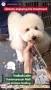 Lowongan kerja untuk kennel girl yang sayang anjing