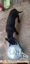 Mencari adopter utk Anjing mix tekel jantan 6bln