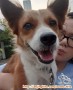 Dicari yang mau adopsi anjing