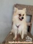 Anjing hilang