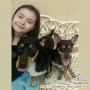 Diberikan untuk adopsi anjing mini pinscher mix dachshund sepasang cowo cewe