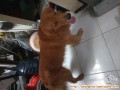 Open adopt golden retriever jantan