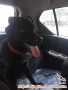 Montie need new Home